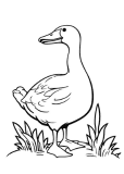 standing goose Coloring Page 26